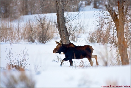 Moose on the loose in the Teton area